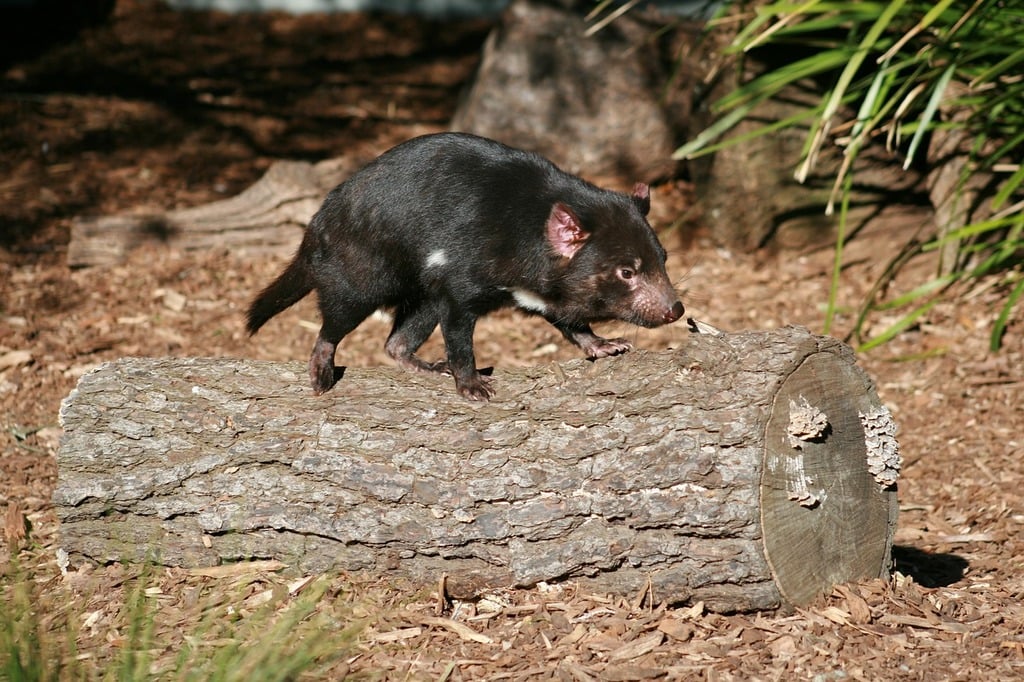 CC-0. https://picryl.com/media/tasmanian-devil-australian-wildlife-b89e28