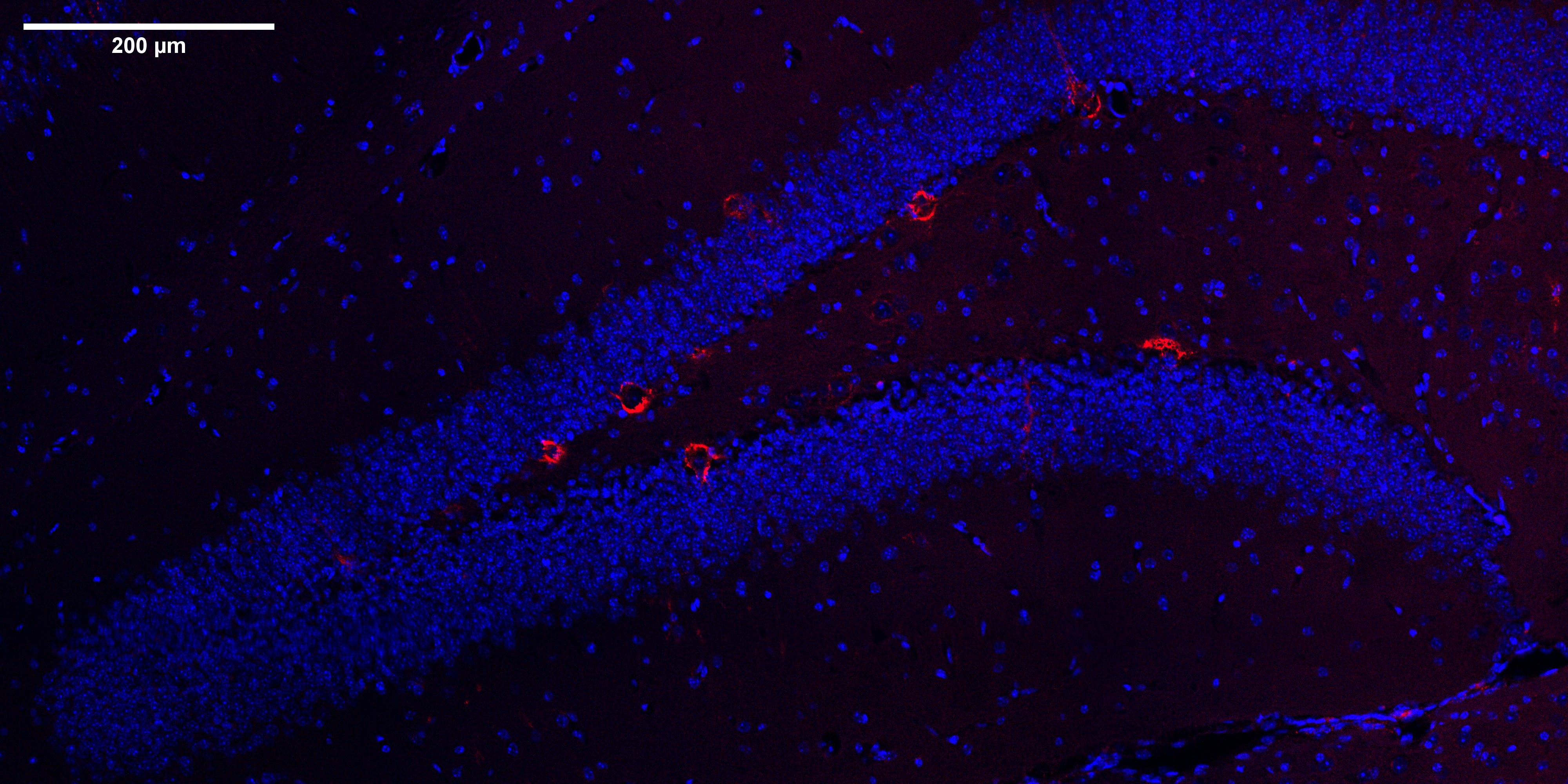 Queensland Brain Institute, The University of Queensland