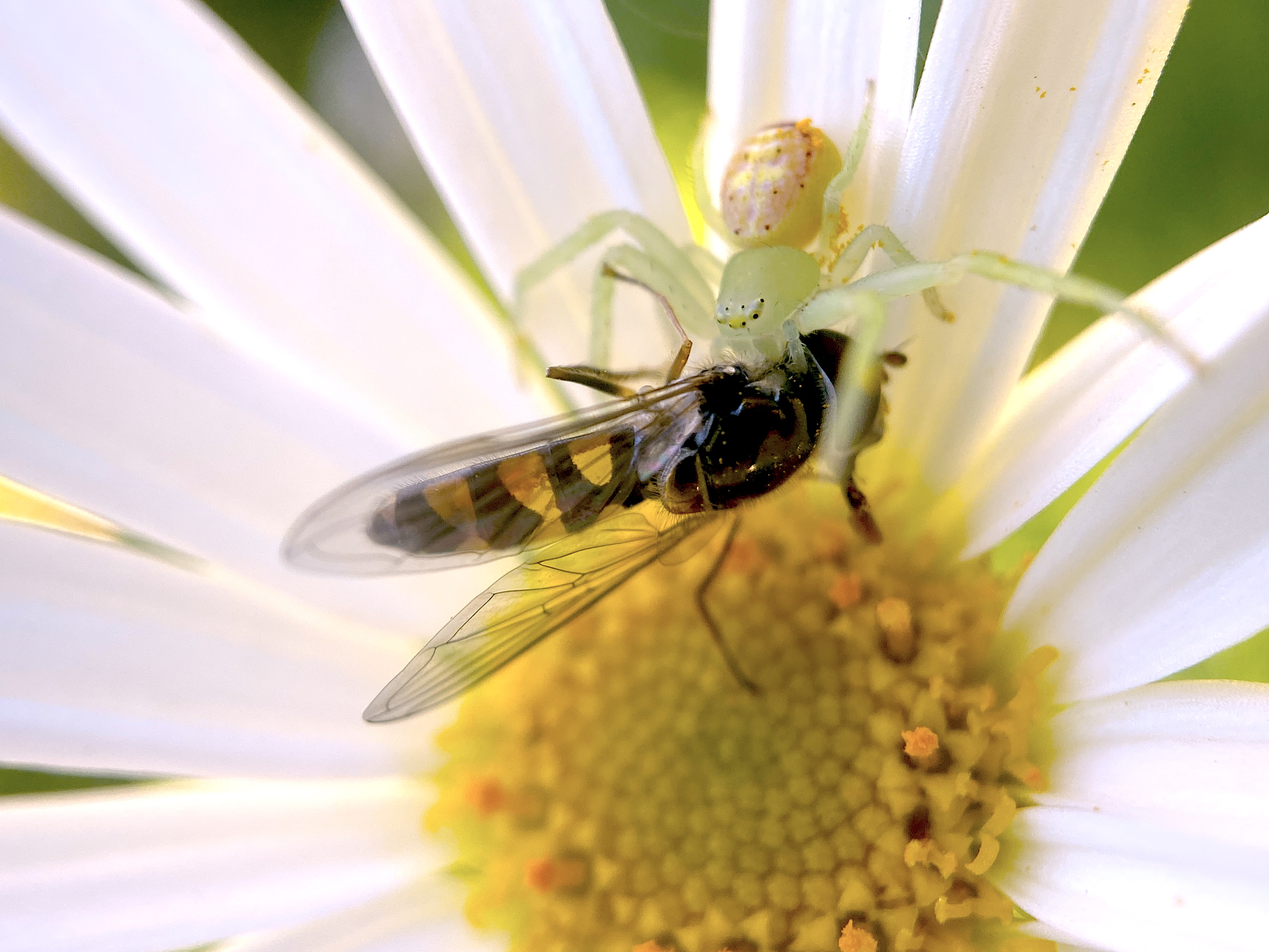 Crab spider feeding on a hoverfly, Credit: Dr Tanya Latty, The University of Sydney