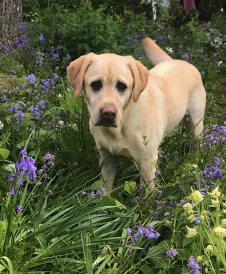 Dog owners share their insights on using cannabinoid treatment for their pet dog