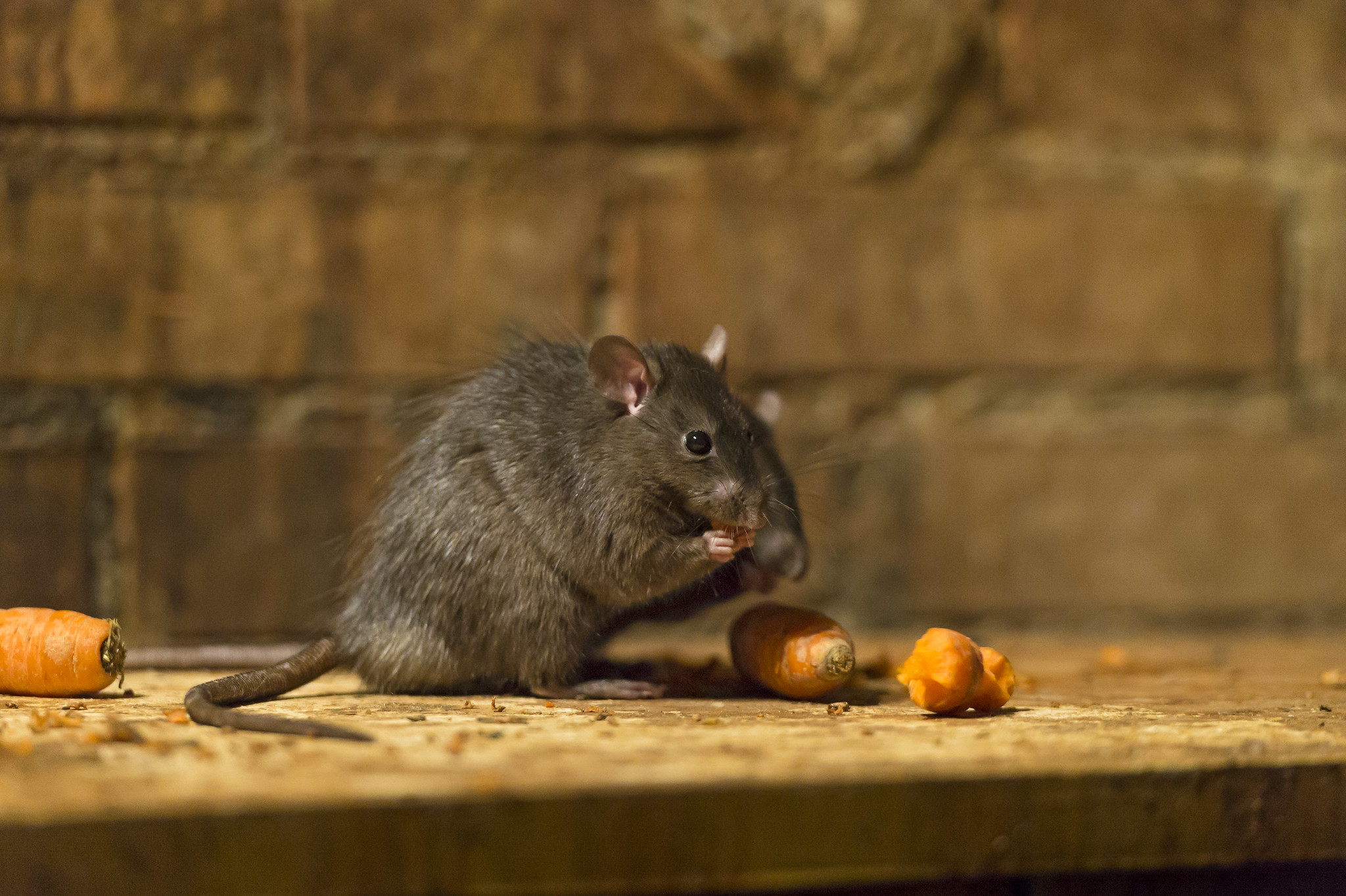 Tambako The Jaguar on Flickr (CC BY-ND 2.0)