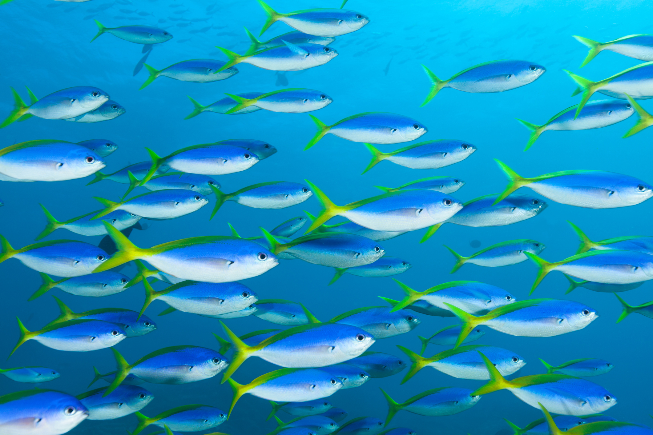 Yellow and Blueback Fusilier Caesio teres. Image: iFish. For use with this story only.