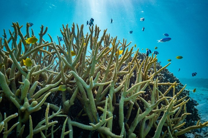 Clownfish in coral. Credit: Fredrik Jutfelt (CC-BY 4.0)