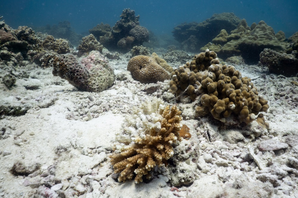 iStock Placebo 365 / Table coral (Acropora cytherea) showing signs of coral bleaching and disease.