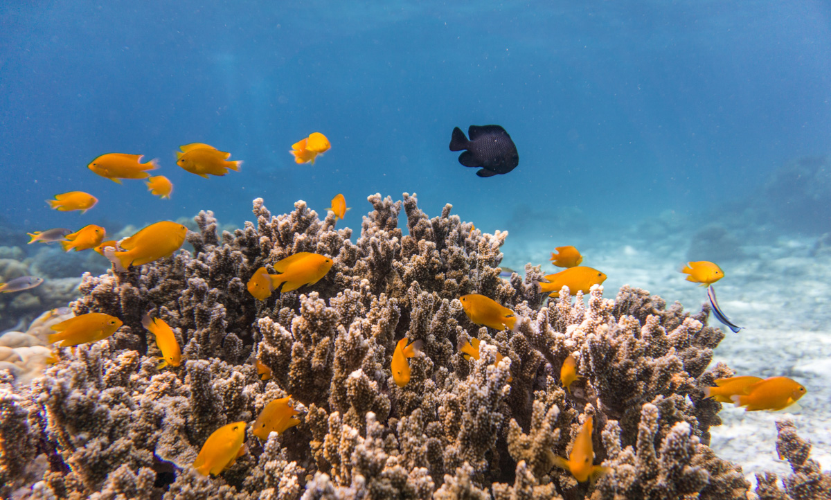 Lemon Damselfish and Dascyllus at a shallow coral reef. Credit: Placebo365/iSentia