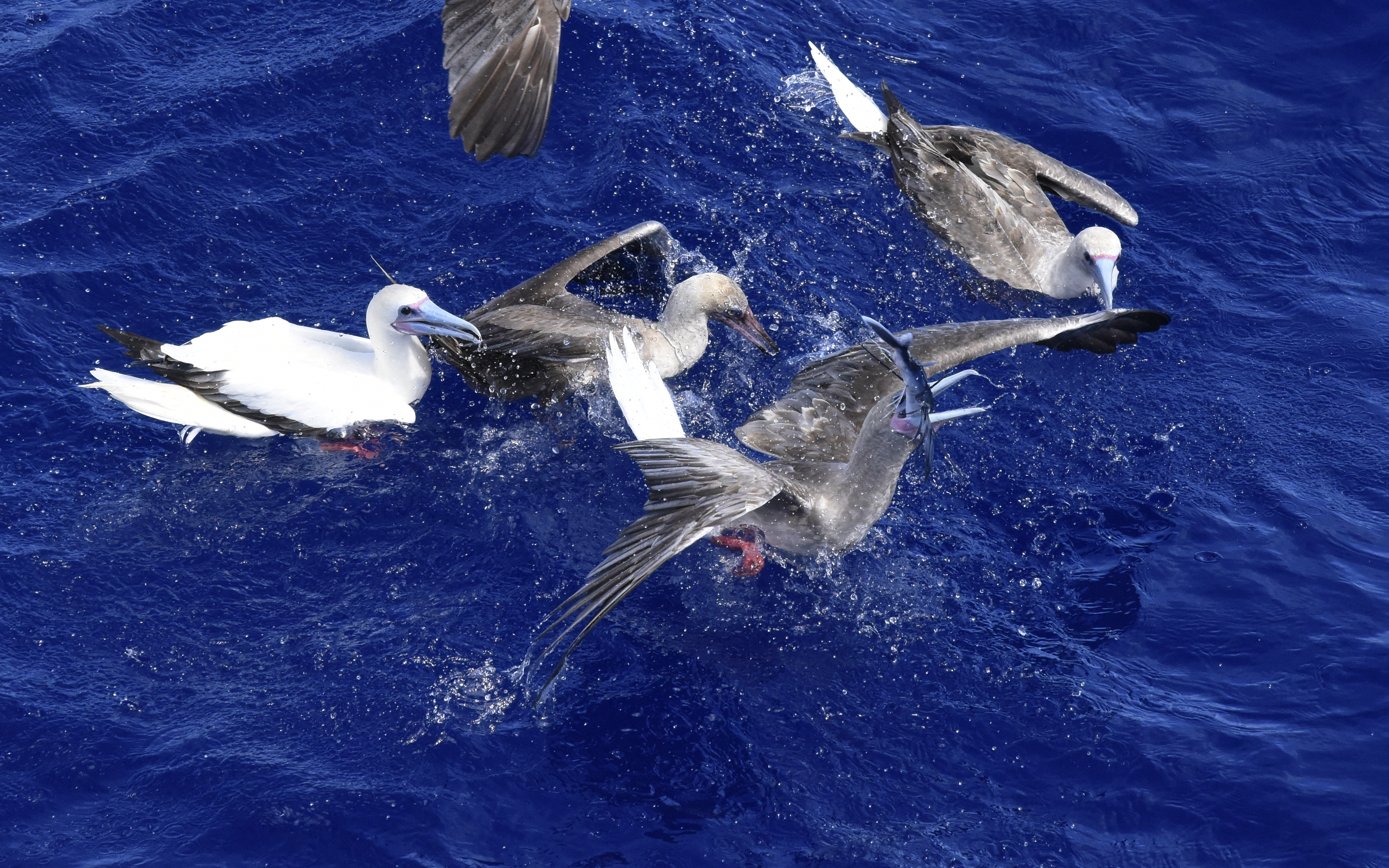 Red-footed Booby chase. ©Eric J Woehler