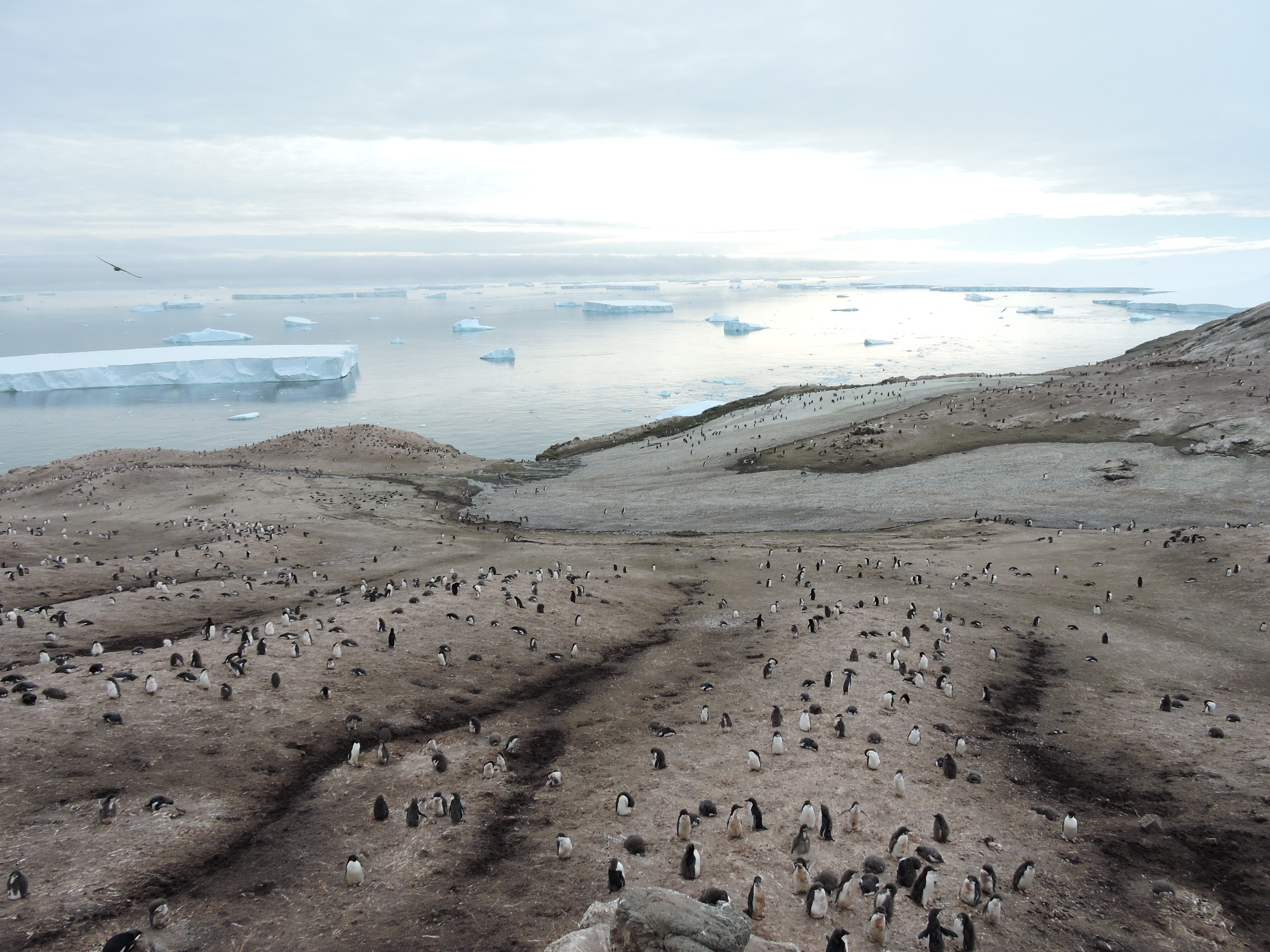 The Amundsen Sea from Marie Byrd Island. Image: Jasmine Lee