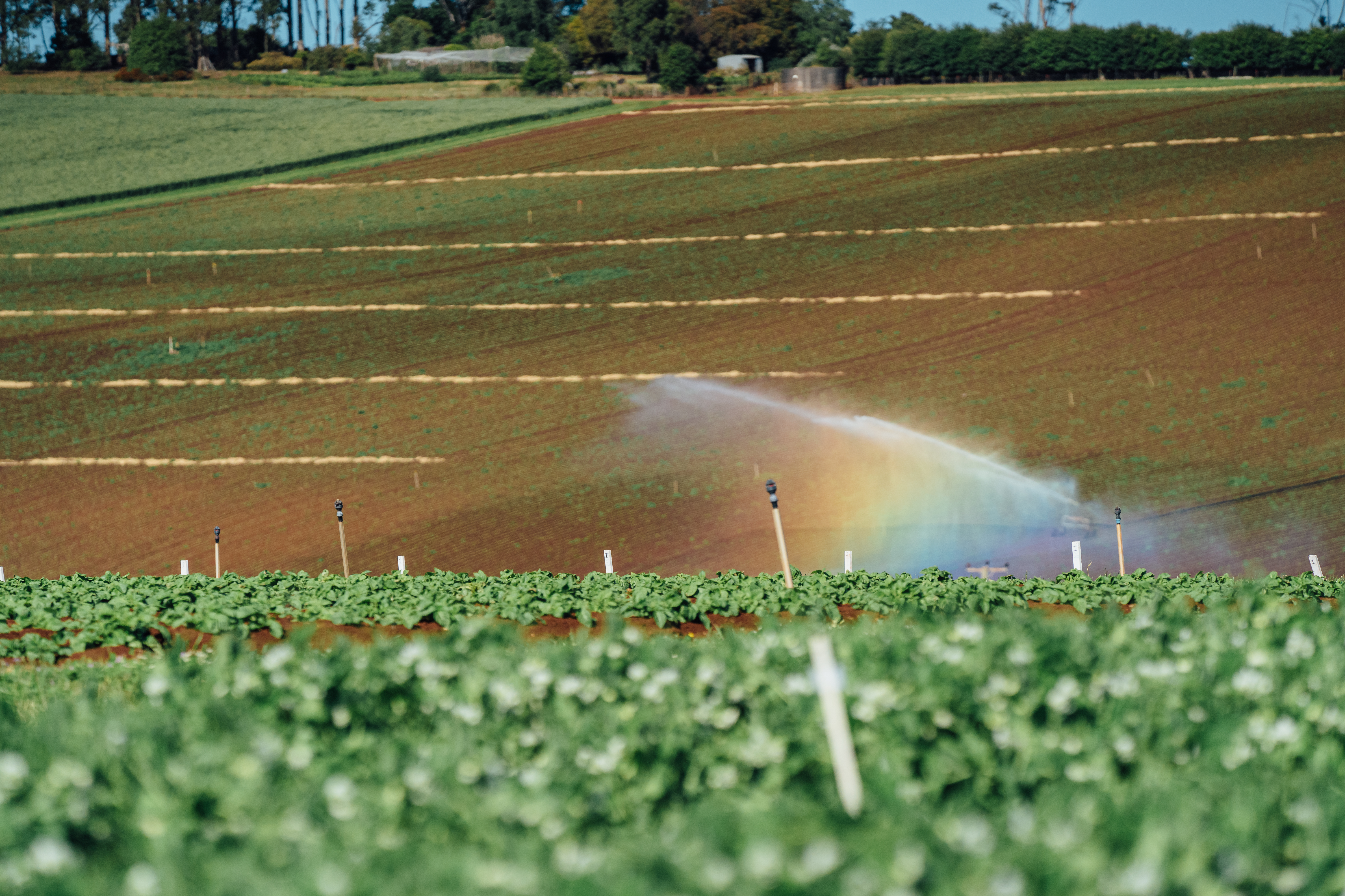 University of Tasmania