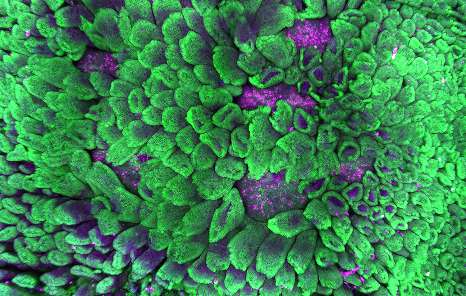 Garden of Life, 2021 Art of Science Finalist. Credit: Wang Cao and WEHI