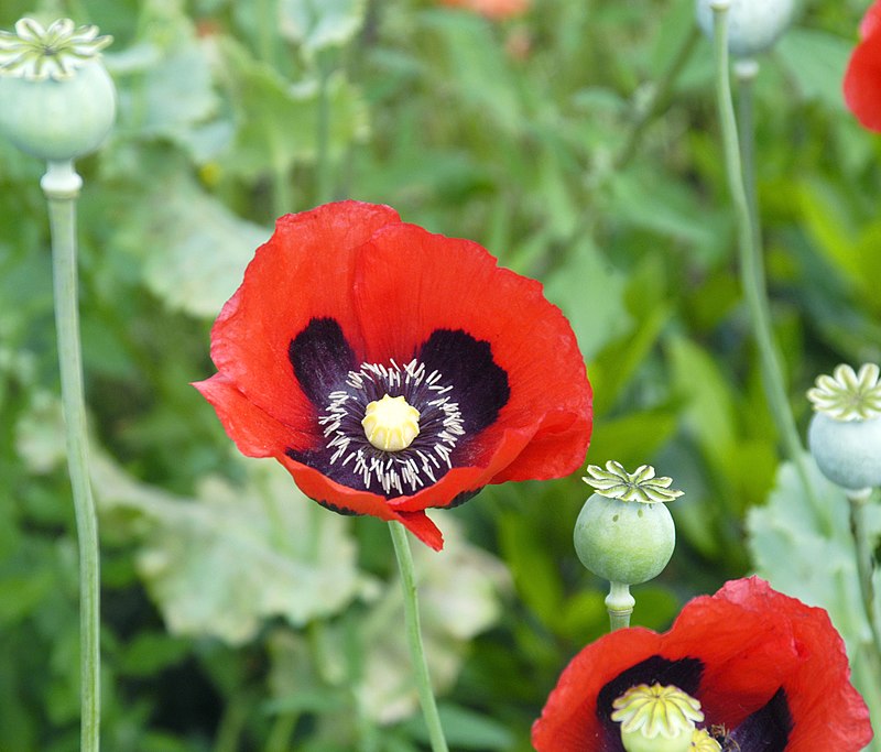 Papaver_somniferum_flowers By tanja niggendijker from apeldoorn, the netherlands - poppies Uploaded by Epibase, CC BY 2.0