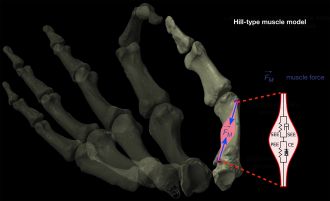 This image shows the Hill-type model used to calculate biomechanical efficiency