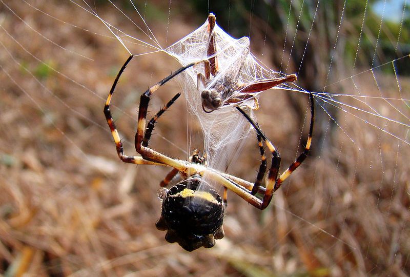 Araña_-_Argiope_argentata By Heribert Dezeo - Own work, CC BY-SA 3.0