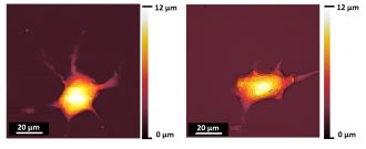 Atomic force microscope images of a neural cell after freezing