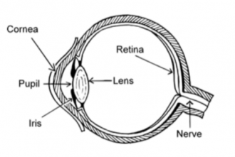 How the artificial retina works