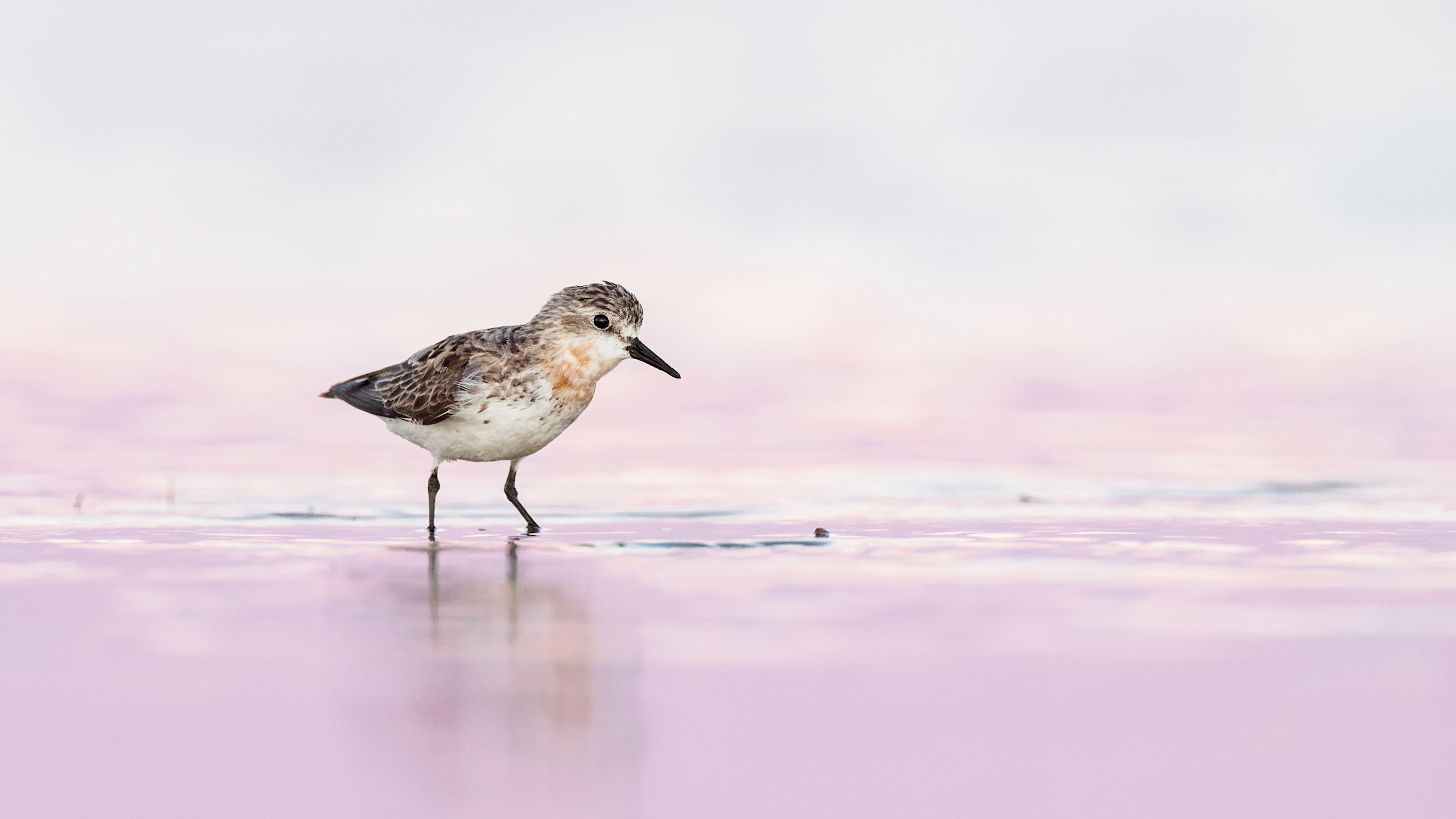 Shelley Pearson - Red-necked Stint