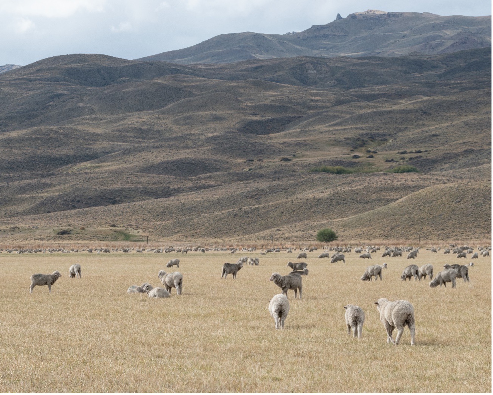 Sheep grazing in a semiarid Patagonian rangeland in Argentina. Photo: Valeria Aramayo.