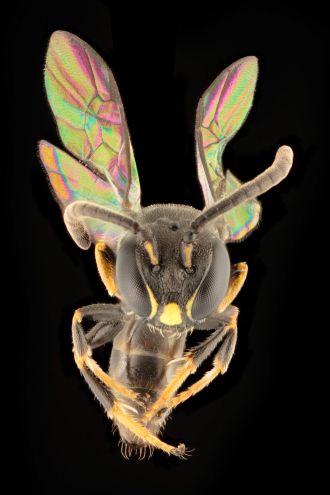 JamesDorey_Hylaeus_derectus_male.jpg