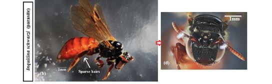 Dr Nahid Shokri Bousjien (Flinders University) 