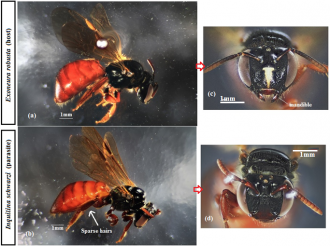 Exoneura and Inquilina 