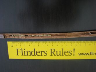 native bee evolution