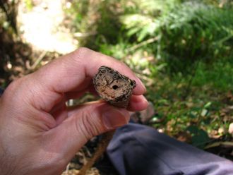 native bee evolution