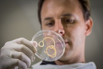 JCU parasitologist Dr Paul Giacomin gets up close with a hookworm