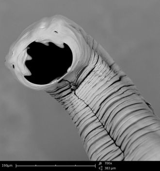 Parasitic helminth hookworm captured at 700 x