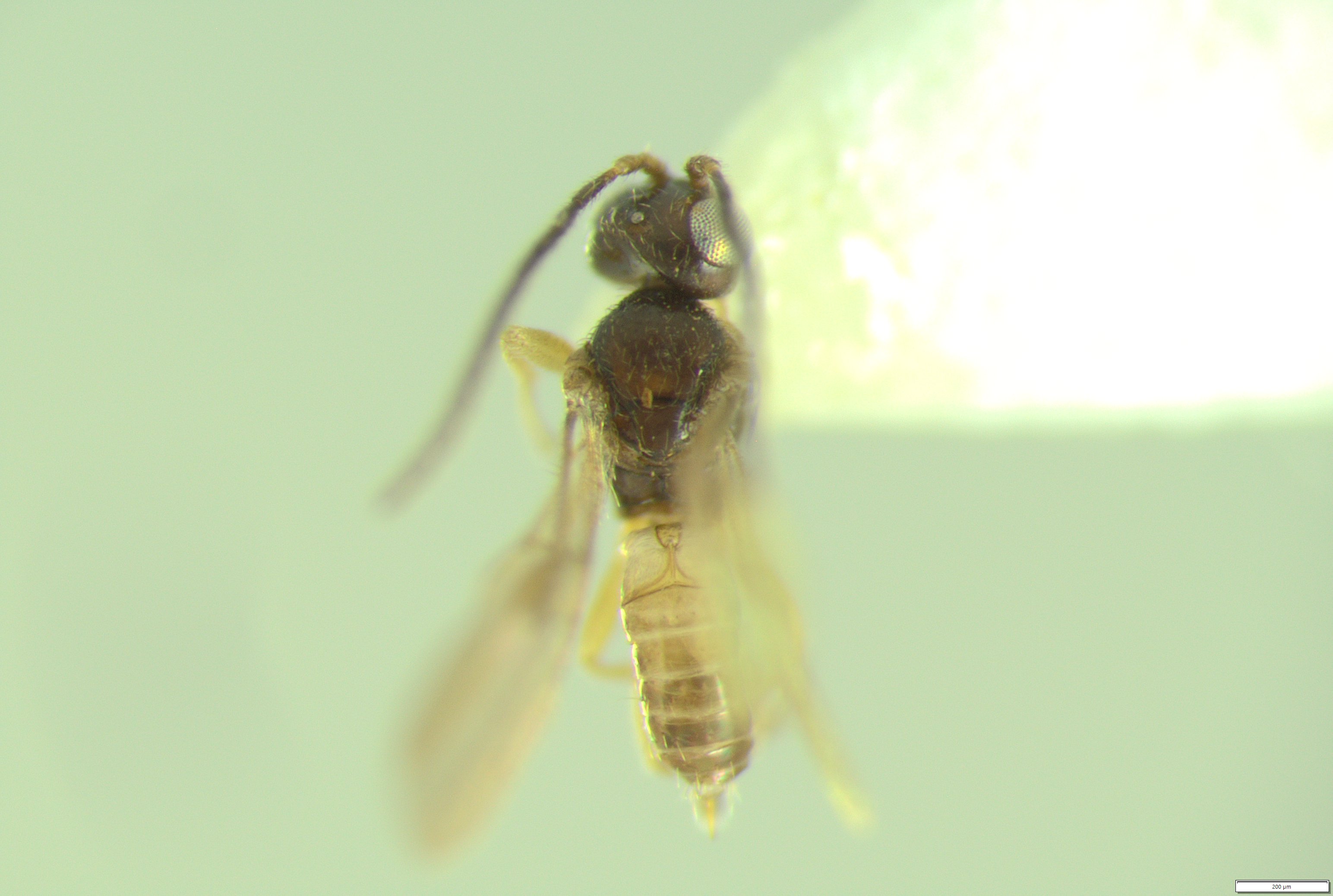 Beerwah wasp. Photo University of Adelaide Dr Erinn Fagan-Jeffries, Mollie-Rosae Slater