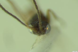 Beerwah wasp-2. Photo University of Adelaide Dr Erinn Fagan-Jeffries, Mollie-Ros