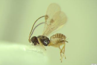 Beerwah wasp-3. Photo University of Adelaide Fagan-Jeffries, Rosae-Slater