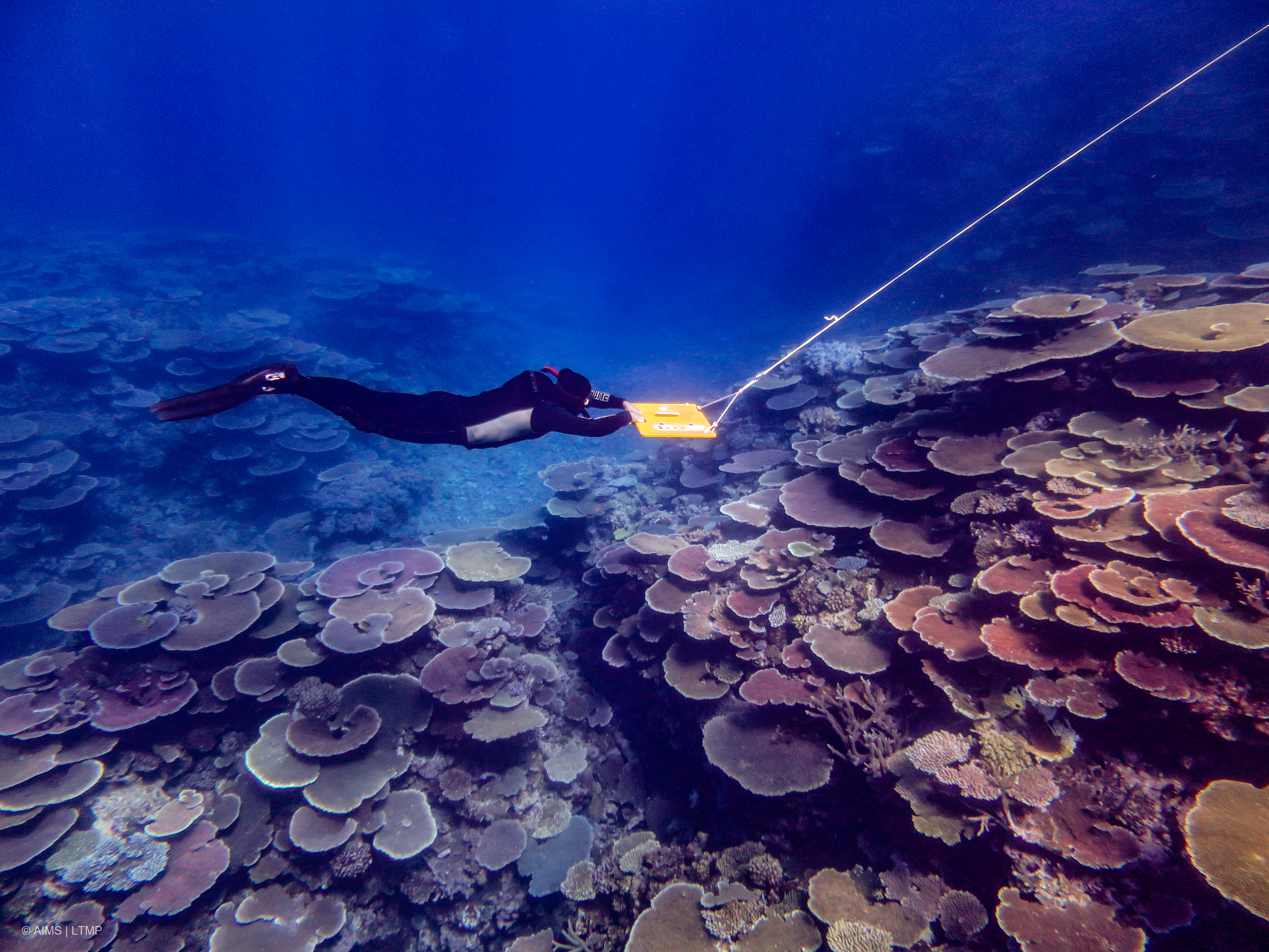 LTMP staff member during a manta tow reef survey (Credit LTMP)