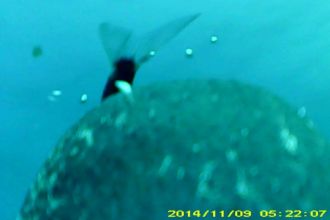 Penguin-cam snapshot - a penguin eating a fish 