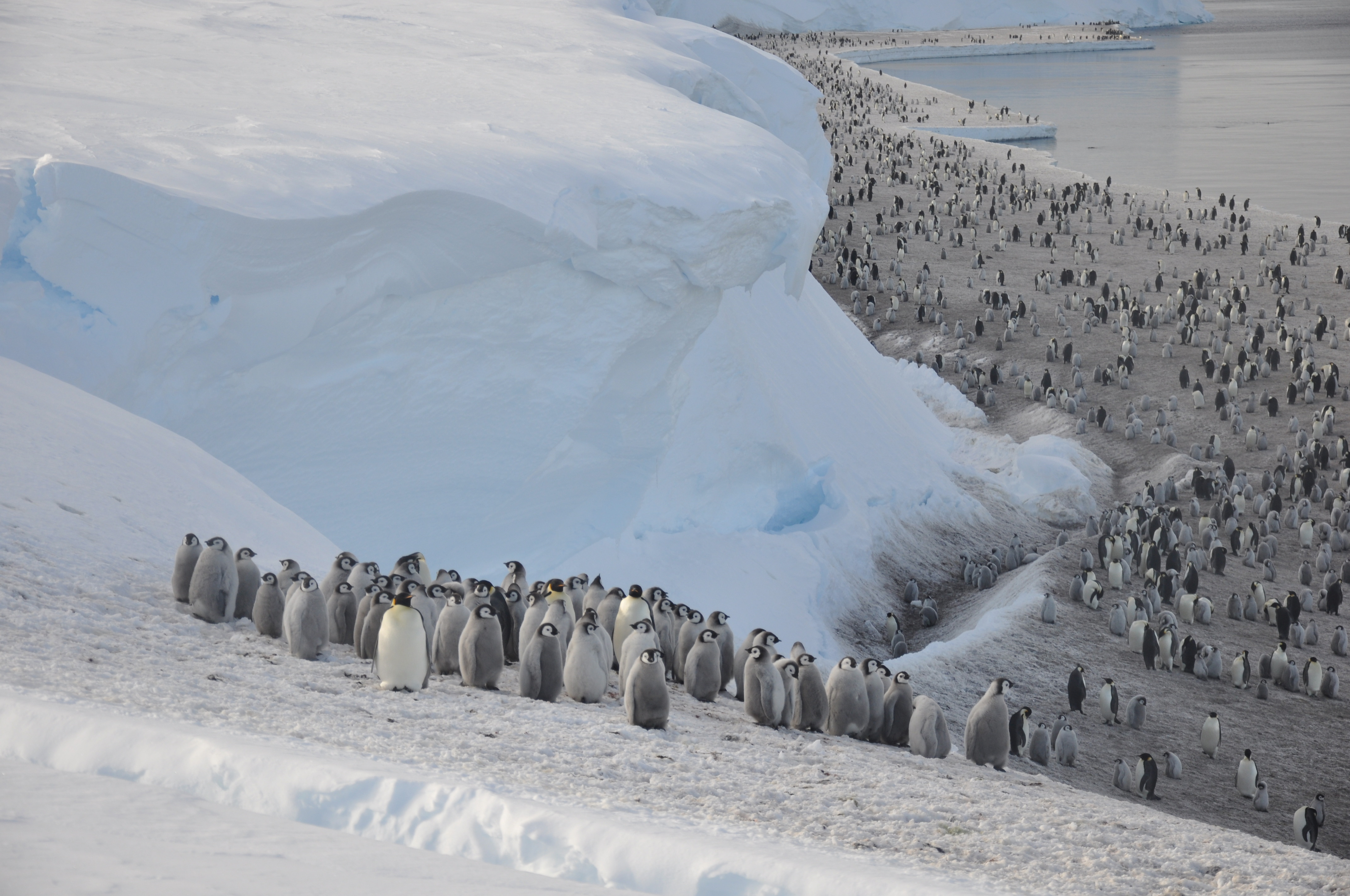 Emperor penguins Aptenodytes forsteri) on the sea ice close to Halley Research Station on the Brunt Ice Shelf. Credit Christopher Walton.jpg