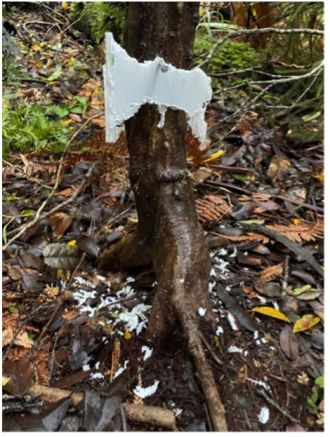 Chewcard and associated microplastic residue.
