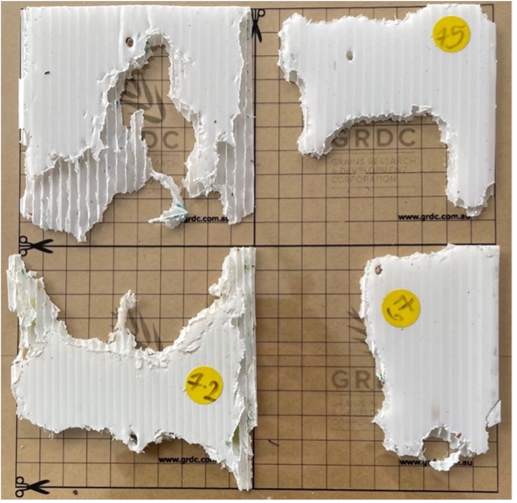 Remains of plastic chewcards after use for tracking mammals. Credit: Katie Pitt