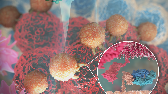 Dr Maja Divjak, Biomedical Animator Peter MacCallum Cancer Centre