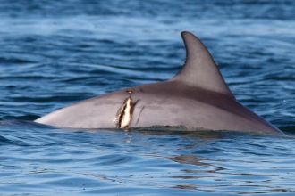 injured dolphin