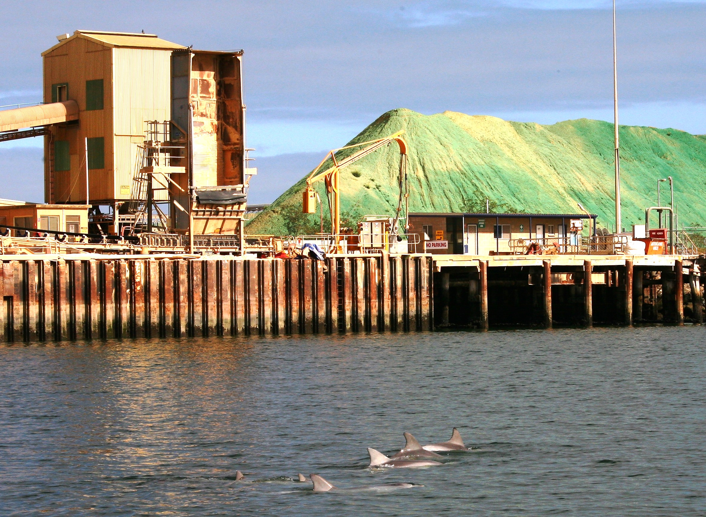 Adelaide metropolitan dolphins swim past port industries in the Port River. Photo courtesy Dr Mike Bossley (Whale & Dolphin Conservation)
