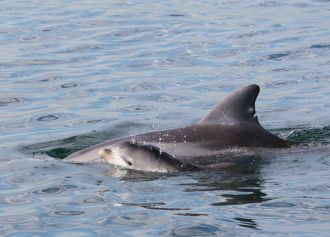 Scarlett mother dolphin