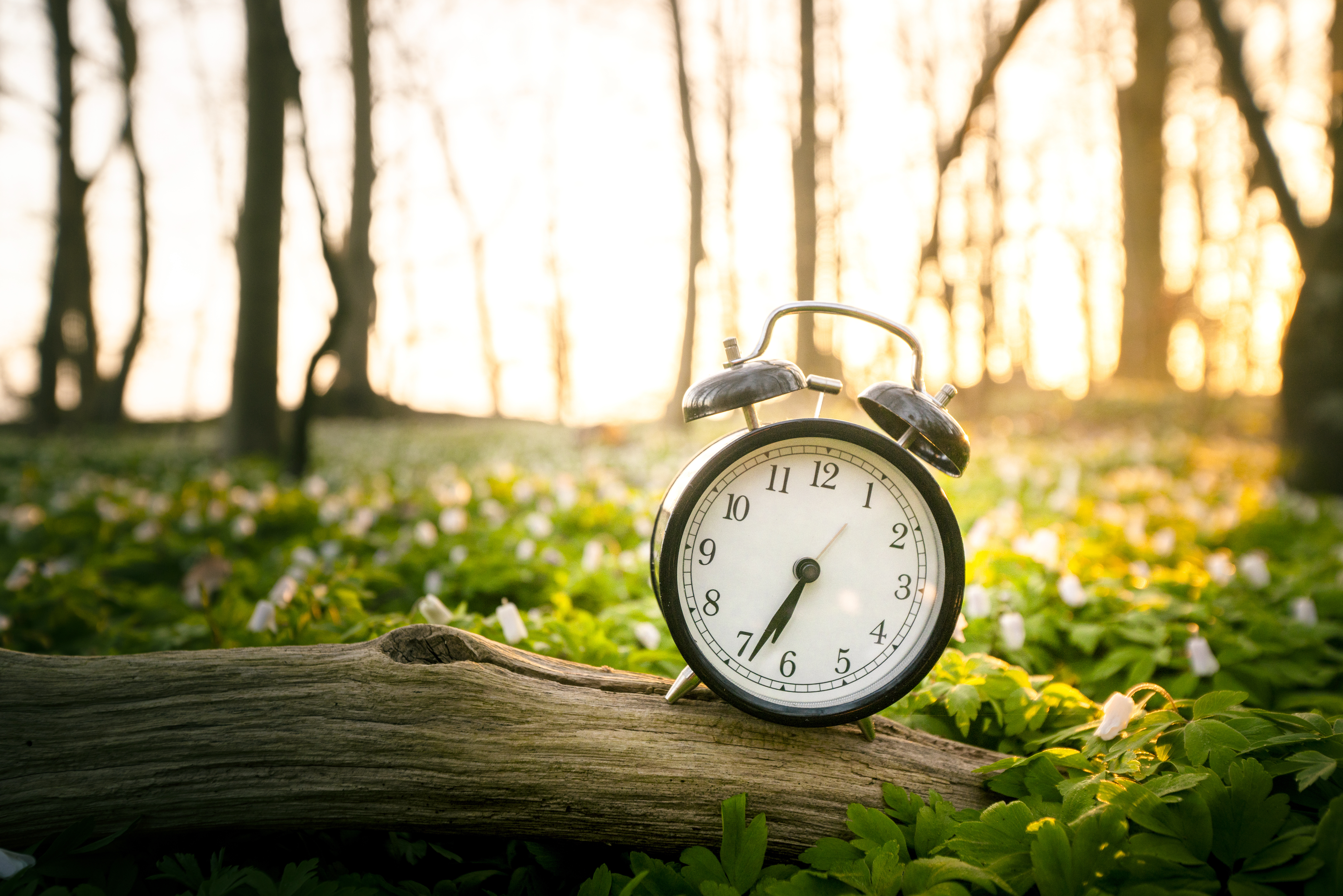 Plants can’t stumble to the fridge in the middle of the night if they get hungry so they have to predict the length of the night so there’s enough energy to last until sunrise; a bit like setting an alarm clock. Image: Getty