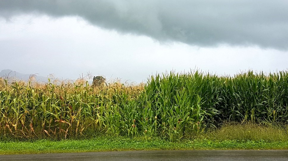 A century of breeding progress has improved maize varieties such that they can be more effectively packed into high-density fields, thus increasing yields per crop area. Neighbouring fields of the Swiss traditional maize landrace “Rheintaler Ribelmais” (left) and a modern elite variety (right). Samuel Wuest (CC-BY 4.0, https://creativecommons.org/licenses/by/4.0/)