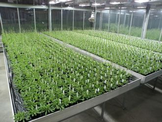 Test plants in greenhouses
