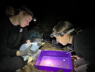 Safely flushing and removing ingested plastics