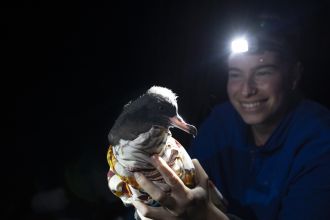 Preparing a Sable Shearwater for body measurements and blood samples