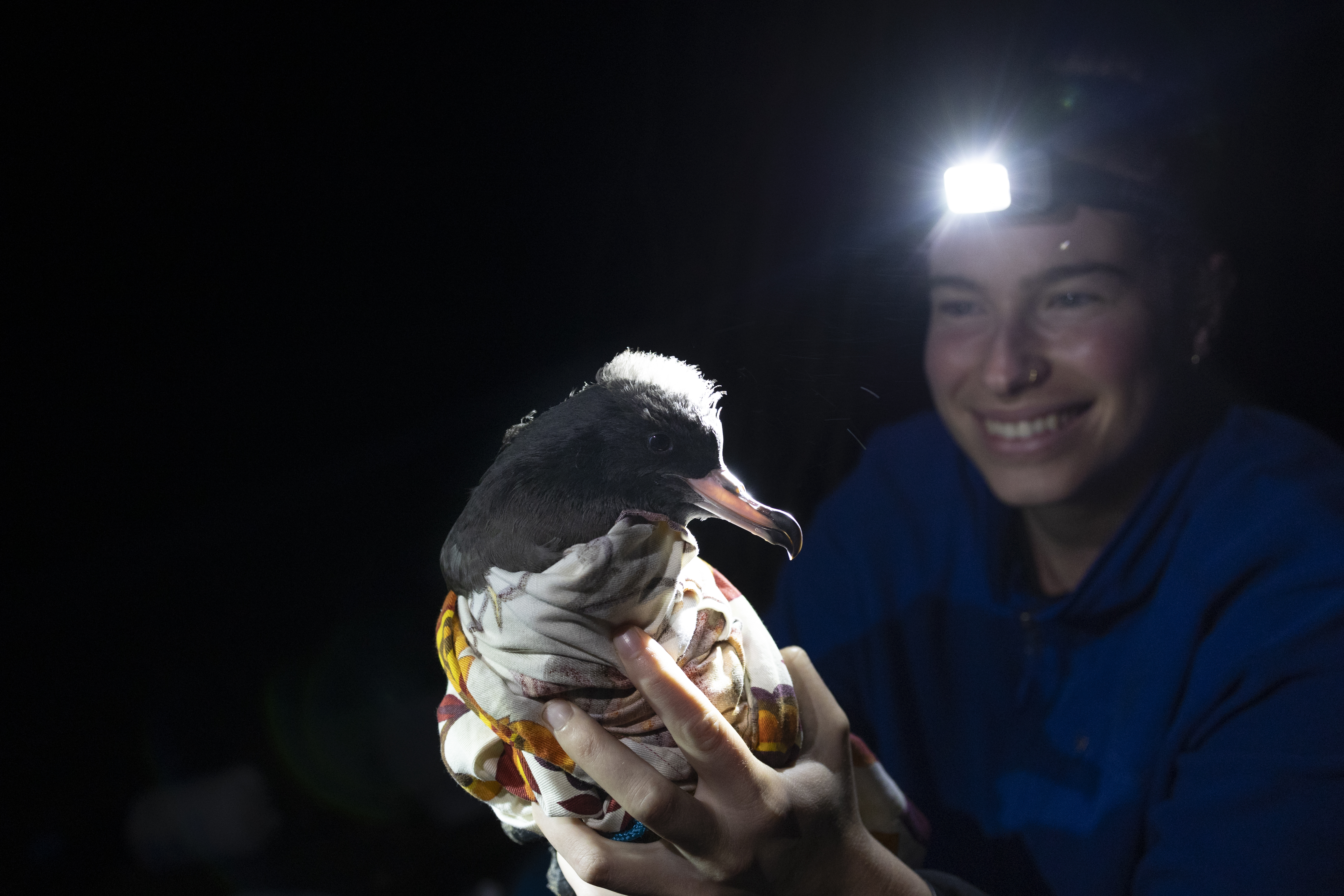Alix de Jersey preparing a Sable Shearwater on Lord Howe Island for body morphometric body measurements and a small blood sample to be taken for plastic ingestion research. Credit: Neal R. Haddaway