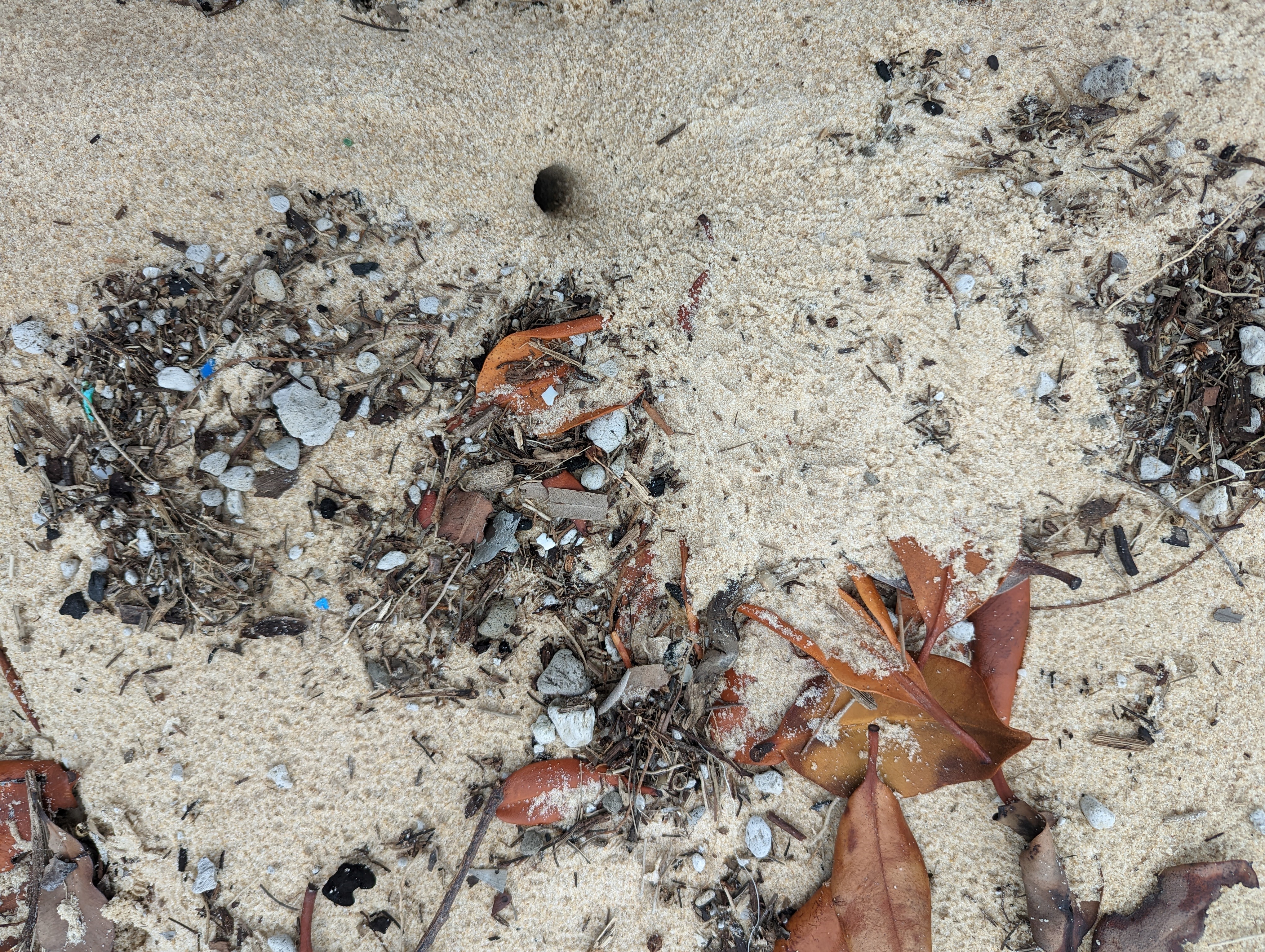 Plastic fragments along the Australian coastline. Credit: Lauren Roman/CSIRO