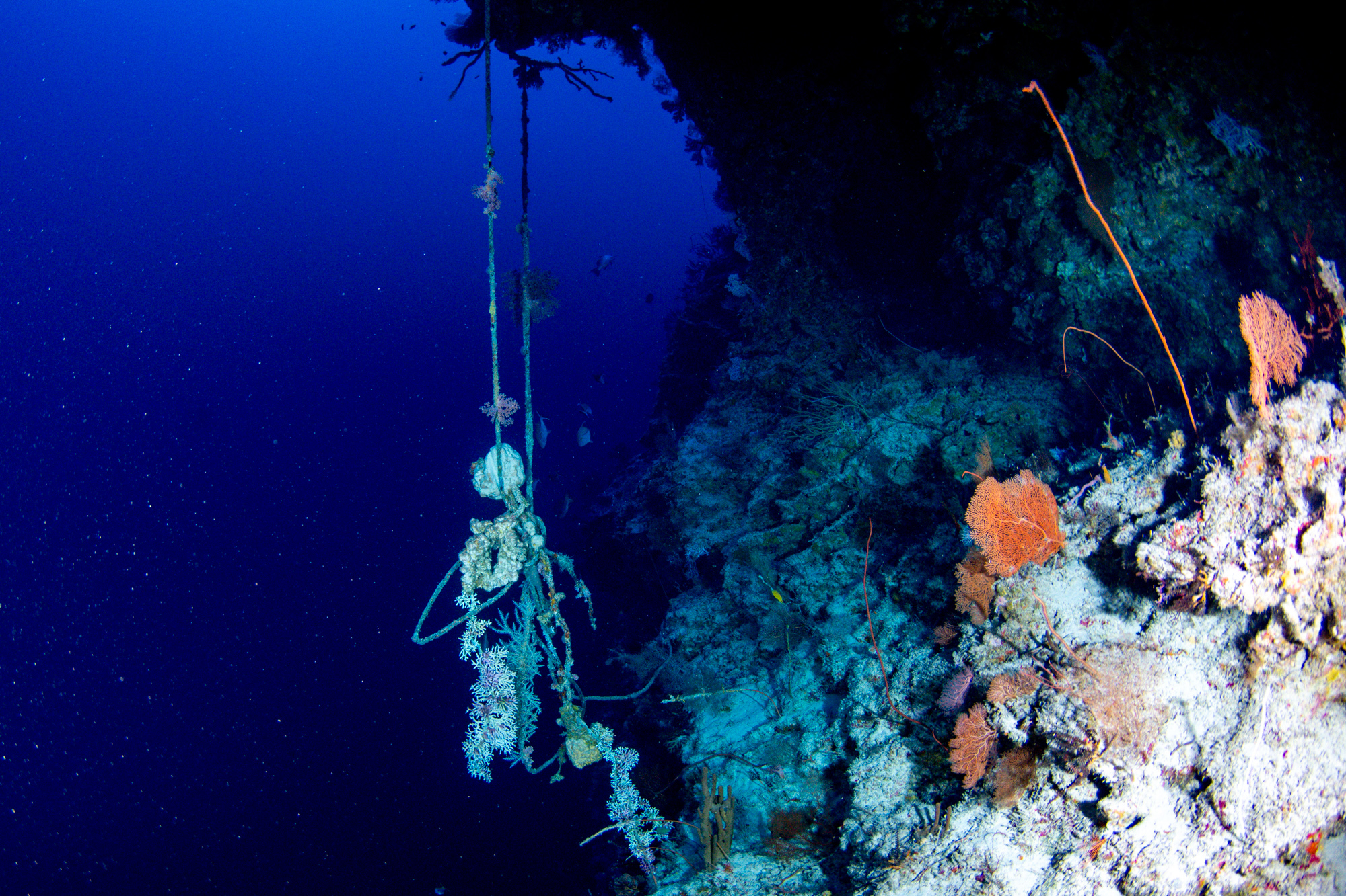Caption: Bundle of nylon (a type of plastic) rope that is part of an anchor line at 100-m depth in Palau. Nylon ropes are expensive, and usually removed from shallow reefs, but since this piece got entangled so deep, it was cut and left behind, potentially causing physical damage to the reef for many years. Credit: Luiz Rocha