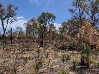 Yanchep National Park after a fire in 2019