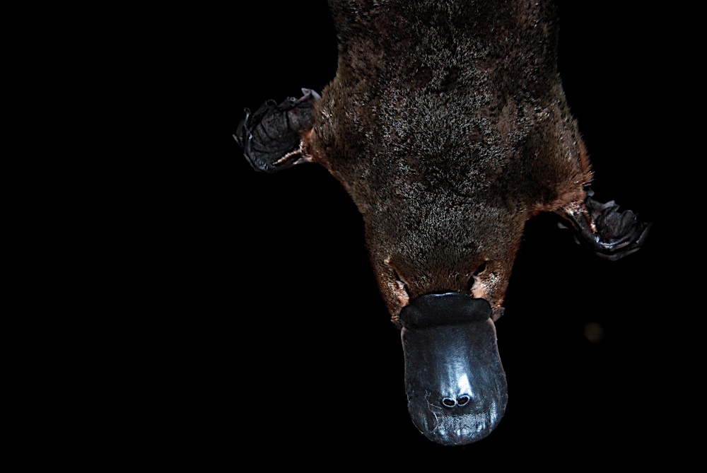 Dr Stephen Kolomyjec