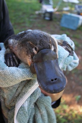 A platypus